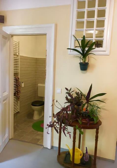 Vintage Studio Apartment, Garden And Free Parking 布达佩斯 外观 照片